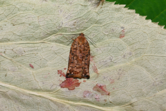 Archips oporana