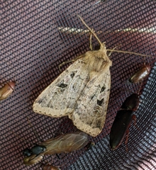 Diarsia esurialis
