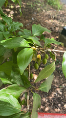 Cornus officinalis