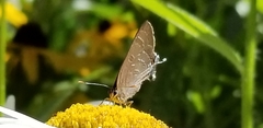 Satyrium caryaevorus