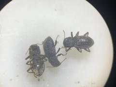 Microcylloepus