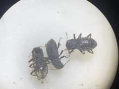 Microcylloepus