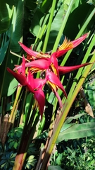 Heliconia rostrata