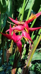 Heliconia rostrata