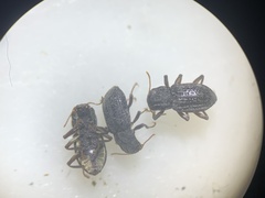 Microcylloepus