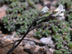 Draba dubia