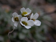 Draba dubia