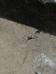 Ocypode