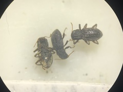 Microcylloepus