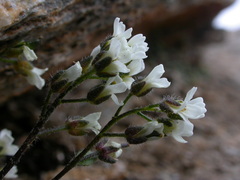 Draba dubia