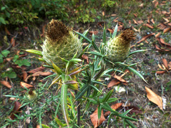 Cirsium kosmelii