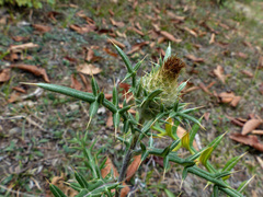Cirsium kosmelii