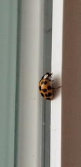 Harmonia axyridis