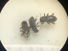 Microcylloepus