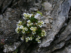 Draba fladnizensis