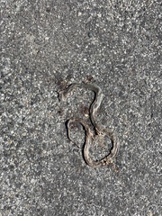 Coluber constrictor