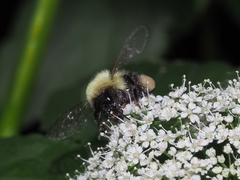 Bombus bimaculatus