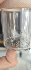 Vespa velutina