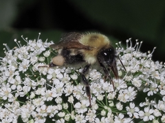 Bombus bimaculatus