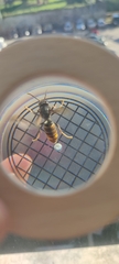 Vespa velutina