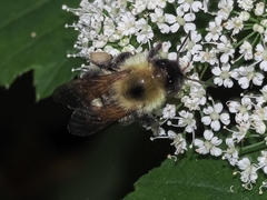 Bombus bimaculatus