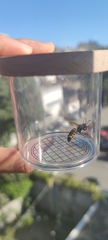 Vespa velutina
