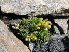 Draba hoppeana