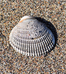 Ciliatocardium ciliatum