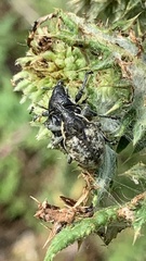 Larinus vulpes