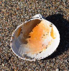 Ciliatocardium ciliatum