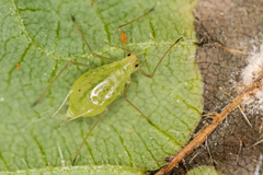 Microlophium carnosum
