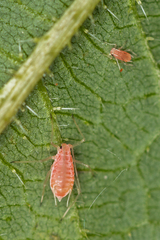 Microlophium carnosum