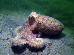 Enteroctopus dofleini