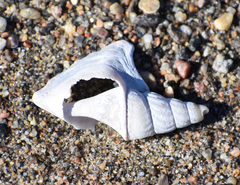 Arrhoges occidentalis