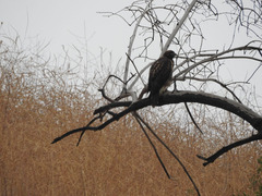 Buteo jamaicensis