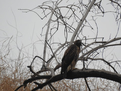 Buteo jamaicensis