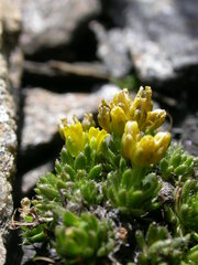 Draba hoppeana