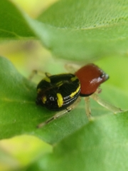 Camaricus maugei