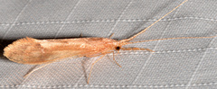 Triaenodes marginatus