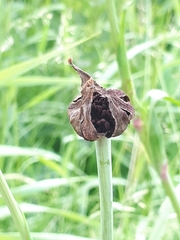 Microbotryum tragopogonis-pratensis