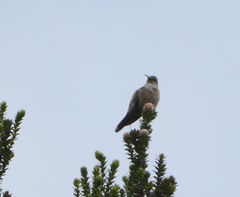 Oreotrochilus chimborazo