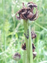 Microbotryum tragopogonis-pratensis