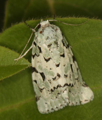 Bryolymnia viridata