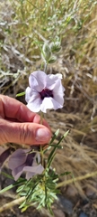 Sesamum triphyllum