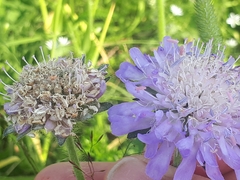 Microbotryum scabiosae