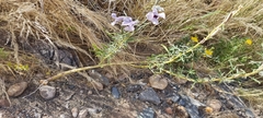 Sesamum triphyllum