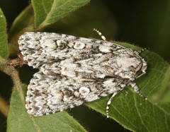 Acronicta marmorata