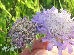 Microbotryum scabiosae
