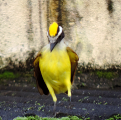 Pitangus sulphuratus