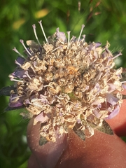 Microbotryum scabiosae